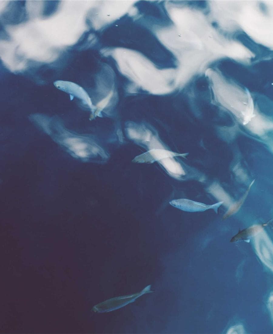 Blueprint Collection Blackprint