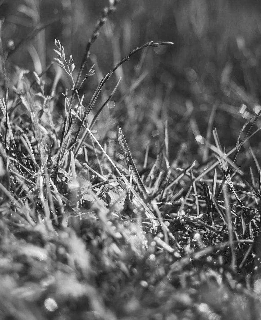 AI Collection Blizzard