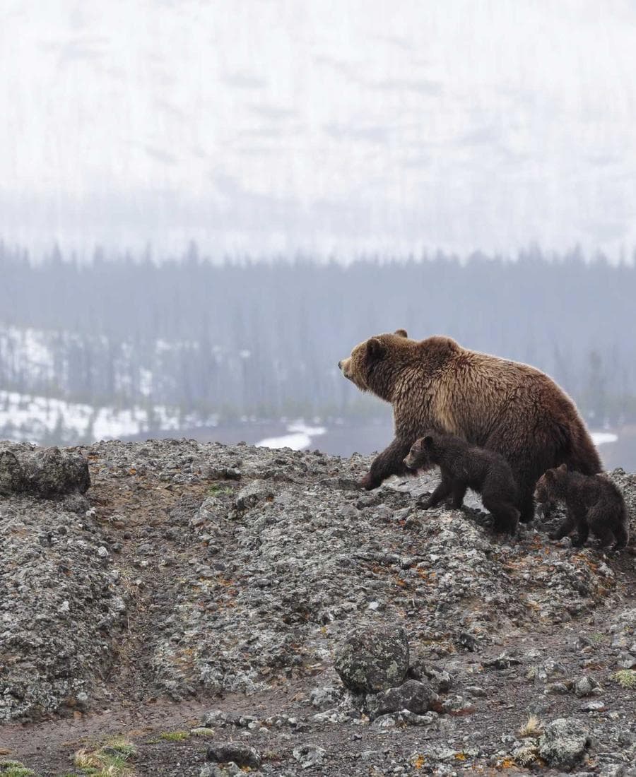 Blueprint Collection Atomic Fractals Black