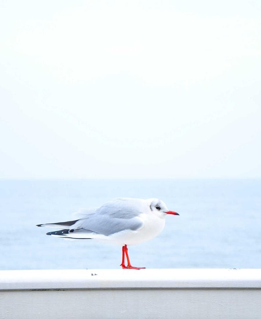 Arcana Collection Moonflowers